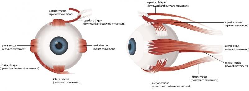 Eye muscle structure